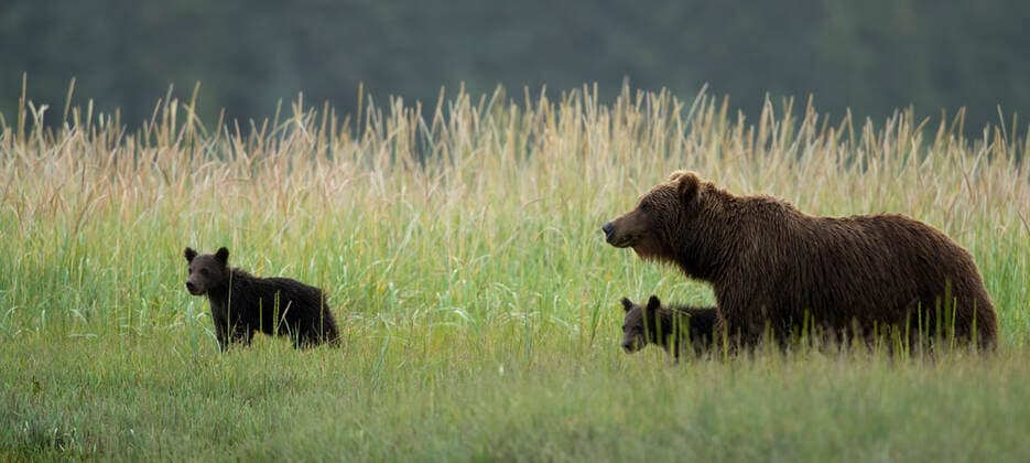 Coastal brown bear (Ursus arctos) female with cubs in meadow, Lake Clarke National Park, Alaska, USA, September  1562110 DannyxGreen