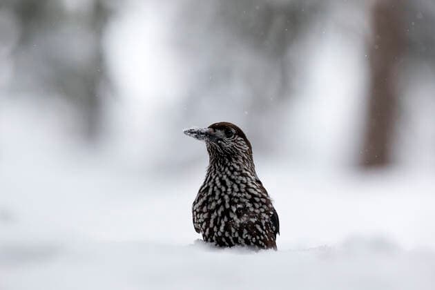 Nutcracker (Nucifraga caryocatactes) in deep snow in a forest, Crans Montana, the Alps, Wallis, Switzerland. February  1562581 DavidxPattyn