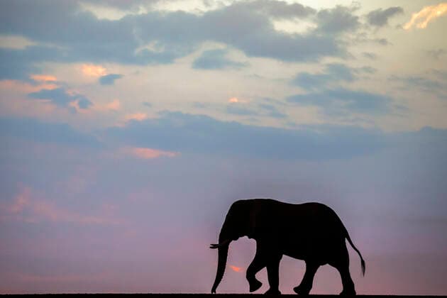 African elephant (Loxodonta Africana) bull silhouetted on the horizon at dusk, Zimanga private game reserve, KwaZulu-Natal, South Africa, September  1562862 Annx&xStevexToon