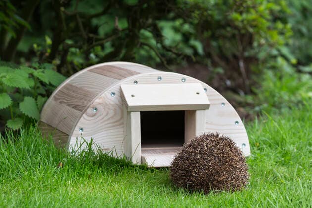 IMAGO Creative: Jahreszeit Herbst, Igel beziehen Winterquartier Hedgehog (Erinaceus europaeus) entering hedgehog house, captive, UK. August.  1562911 Annx&xStevexToon