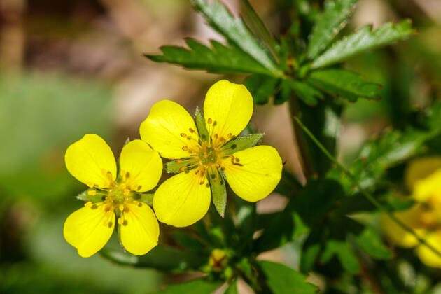 Blutwurz, Tormentill (Potentilla erecta), Blueten, Norwegen common tormentil (Potentilla erecta), flowers, Norway BLWS549350 Copyright: xblickwinkel McPHOTO R.xMuellerx