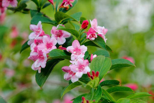 Weigelie (Weigela spec.), bluehender Zweig weigela (Weigela spec.), blooming branch BLWS548888 Copyright: xblickwinkel B.xRainerx