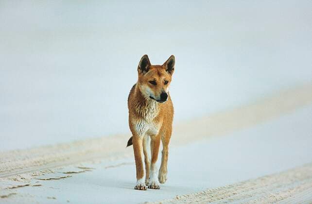 Australian Dingo on beach 03B72313