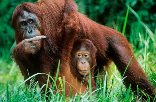 Orangutan holding young in grass 03B72456