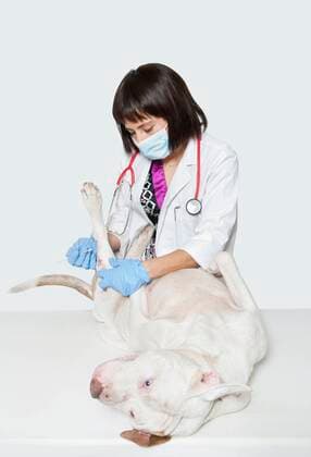 Female vet cleaning dog s injury with stick bud over gray background,model released, Symbolfoto,property released 03B95236