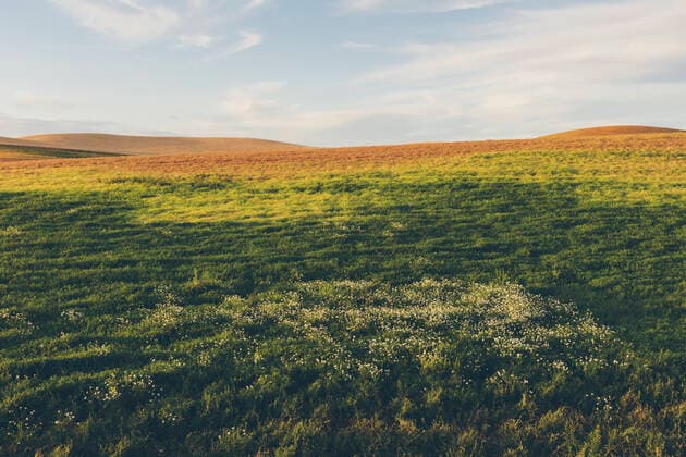 IMAGO Nature: Unsere Erde, Klimawandel, Ernährung, Pflanzen der Zukunft, Linse Rolling field of lentils and wheat, daisies in foreground at dusk, Whitman County, Palouse, Washington, USA. Rolling field of lentils and wheat, daisies in foreground at dusk, Whitman County, Palouse, Washington, USA.  58882