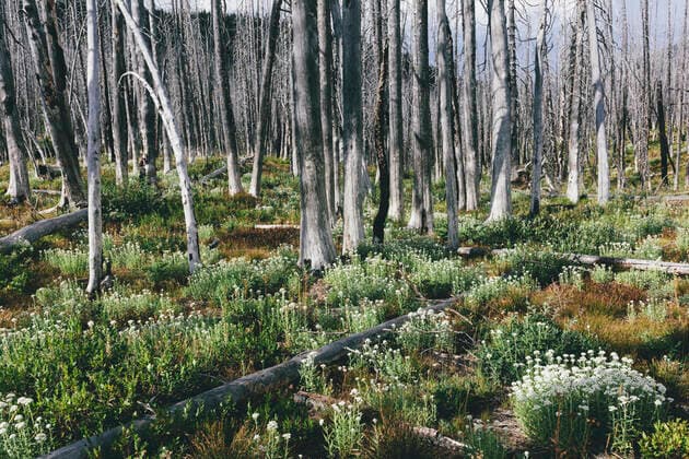IMAGO Creative: Klimawandel - Grüne Erholung A previously burnt subalpine forest rebounds in summer with lodgepole pine and a variety of wildflowers, yarrow, aster, arnica and corn lily. A previously burnt subalpine forest rebounds in summer with lodgepole pine and a variety of wildflowers, yarrow, aster, arnica and corn lily. ,Lodgepole pine forest  58930