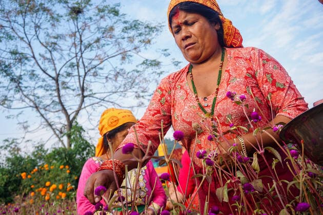IMAGO Nature: Unsere Erde, Klimawandel, Ernährung, Pflanzen der Zukunft, Amaranth October 21, 2019, Bhaktapur, Nepal: Nepalese women harvest globe amaranth flowers to make garland for the upcoming Tihar festival..Tihar festival, known as the festival of lights, is a five-day festival celebrated in late autumn which various forms of animals are worshipped. The festival is also celebrated in honour of the Hindu goddess Laxmi, the goddess of wealth. Bhaktapur Nepal - ZUMAs197 20191021_zab_s197_031 Copyright: xSunilxPradhanx