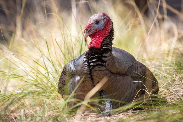  Wilder Truthahn (Meleagris gallopavo), liegt in Gras, Madera Canyon, Tucson, Arizona, USA, Nordamerika *** Wild turkey Meleagris gallopavo , located in Gras, Madera Canyon, Tucson, Arizona, USA, North America Copyright: imageBROKER/MarcxRasmus ibxmra04913760.jpg