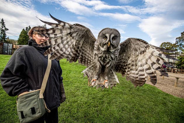 Bilder des Jahres 2019, News 10 Oktober October 23, 2019, Bedale, North Yorkshire, United Kingdom: Picture Shows: A Great Grey Owl called Freya at the Thorp Perow.........Autumn Colours at Thorp Perrow Arboretum Near Bedale North Yorkshire. People explore the beautiful woodland Garden that was created in the 1930 s the garden attracts visitors from all over the UK and Europe ..Explore acres of stunning woodland, run wild and free in our adventure play area or meet exotic birds and animals, no two visits to Thorp Perrow Arboretum are the same!..Covering 100 acres, Thorp Perrow Arboretum boasts one of the largest collections of shrubs and trees in the North of England, including 5 National Collections. The Bird of Prey and Mammal Centre offers fascinating flying demonstrations and the chance to meet mammals such as meerkats, wallabies, pygmy goats and Shetland sheep...The packed - ZUMAc218 20191023_zia_c218_042 Copyright: xCOVERxImagesx