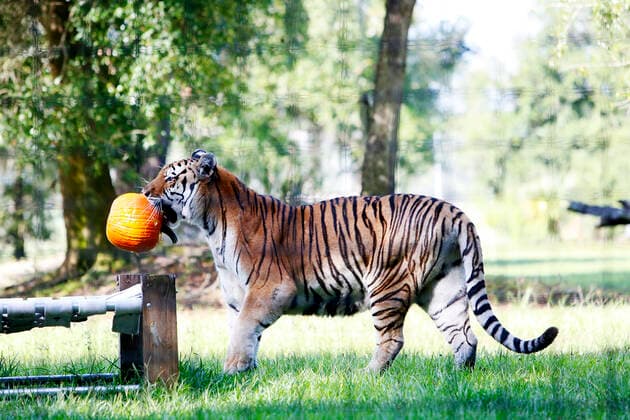 October 23, 2019, Tampa, Florida, USA: Kali, a 19-year-old female tiger enjoys playing with a pumpkin to snack on inside of the vacation rotation enclosure at Big Cat Rescue, a non-profit educational sanctuary in Tampa, Florida on Thursday, October 24, 2019. Big Cat Rescueo¢s exotic cats enjoyed their annual pumpkins and other special Halloween-themed enrichment items to snack on. The sanctuary is geared towards rescuing and housing exotic cats, rehabilitating injured and orphaned native wild cats. The sanctuary is not a petting zoo. For more information about Big Cat Rescue, visit www.bigcatrescue.org or call 813-920-4130 Tampa USA - ZUMAs70_ 20191023_zan_s70_094 Copyright: xOctavioxJonesx
