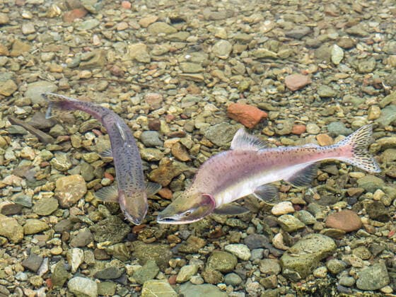 Spawning pink salmon (Oncorhynchus gorbuscha) in a small river in Petra Bay, Kamchatka, Russia, Eurasia Copyright: MichaelxNolan 1112-4258