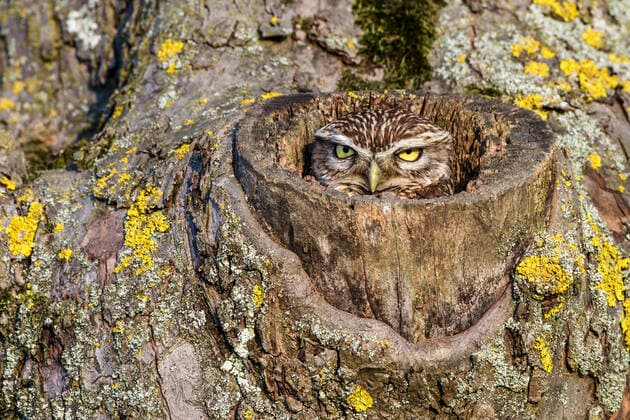 IMAGO Nature: Unsere Erde, Tiere, Tierische Meister der Tarnung Steinkauz, Stein-Kauz (Athene noctua), schaut aus seiner Hoehle, Deutschland, Baden-Wuerttemberg little owl (Athene noctua), peers out of its cave, Germany, Baden-Wuerttemberg BLWS549308 Copyright: xblickwinkel McPHOTO R.xMuellerx