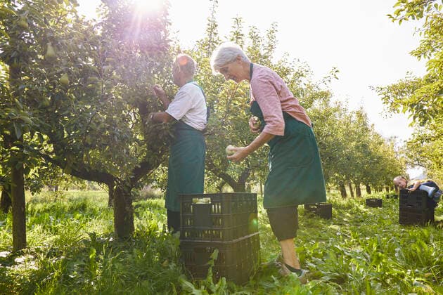 Organic farmers harvesting williams pears model released Symbolfoto property released  SEBF00261