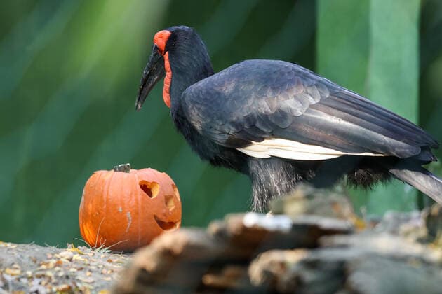 (191026) -- ZAGREB, Oct. 26, 2019 -- A hornbill eats food from a Halloween pumpkin in the zoo of Zagreb, Croatia, on Oct. 26, 2019. ( Pixsell via Xinhua) CROATIA-ZAGREB-ZOO-HALLOWEEN LukaxStanzl 