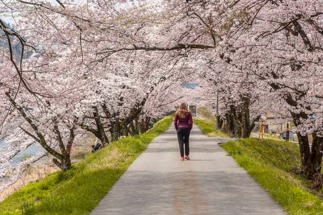 IMAGO Creative, Ostern, Bräuche, Osterspaziergang Frau auf einem Weg, Allee unter Kirschblüten, japanische Kirschblüte im Frühling, Nagano, Japan, Asien *** Woman on a path, avenue under cherry blossoms, Japanese cherry blossom in spring, Nagano, Japan, Asia Copyright: imageBROKER MoritzxWolf ibxmmw05052935.jpg