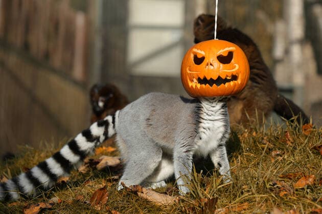 Entertainment Bilder des Tages October 30, 2018, Edinburgh, Scotland, United Kingdom: Animals at the Royal Zoological Society of ScotlandÃ¢â‚¬â ¢s Edinburgh Zoo got into the Halloween spirit thanks to a few spooky treats from keepers...The wildlife conservation charityÃ¢â‚¬â ¢s inquisitive ring-tailed and red-bellied lemurs enjoyed foraging for some of their favourite food, which was hidden inside hollowed out pumpkins...Where: Edinburgh , Scotland, United Kingdom.When: 30 Oct 2018.Credit: SioÂ¢n AddisionRZSSCover Images..**Editorial Use Only* Edinburgh United Kingdom - ZUMAc218 20181030_zia_c218_003 Copyright: xCOVERxImagesx