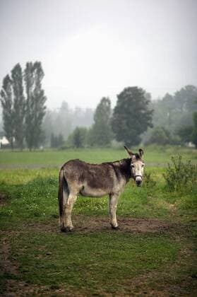 Portrait donkey in rural field, Agassiz, British Columbia, Canada  Copyright: NikxWest fStopImages1849034