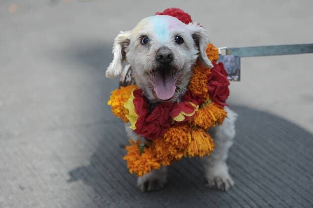 Dogs celebrate Kukur Tihar ÒDay of the DogsÓ MEXICO CITY, MEXICO - OCTOBER 30: Dogs seen during Kukur Tihar Festival or day of the dogs the animals, are adorned with flowers, are celebrated and blessed with a Tika - a red mark applied to their forehead. as part of the ceremony. their receives flowers garlands and offered food as part of the festival. Hindus believe that dog is the messenger of Yamaraj - the God of death - and by keeping the dogs in good humour they will be able to appease Yamaraj himself. at Monumento de la Revolucion on October 30, 2019 in Mexico City, Mexico  Copyright: xCarlosxTischlerx EYE_9225
