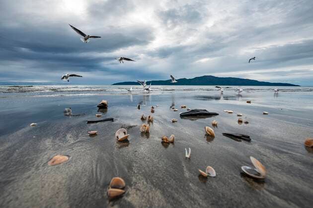  Möwen (Laridae) und Muscheln am Strand Waikanae Beach, hinten Kapiti Island, Waikanae, Nordinsel, Neuseeland, Ozeanien *** Seagulls Laridae and shells at Waikanae Beach, Kapiti Island, Waikanae, North Island, New Zealand, Oceania, backside Copyright: imageBROKER/MaraxBrandl ibxmab05059668.jpg