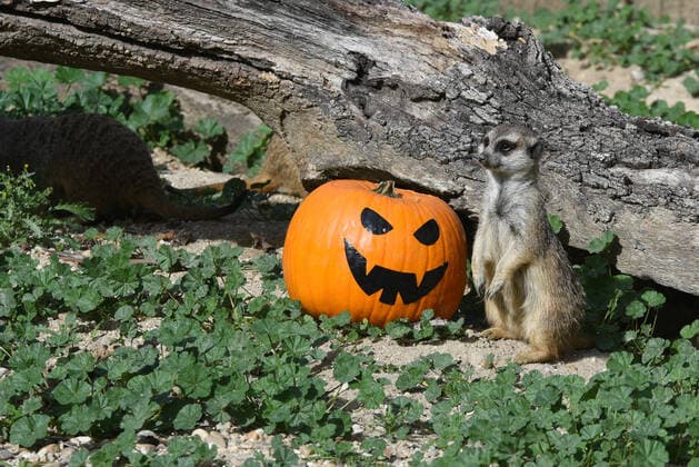 October 31, 2019, Madrid, Spain: A meerkat inspects a pumpkin in its enclosure at Madrid zoo..The pumpkins with fruit and nuts have been left as a special treat for several animals during the Halloween celebration. Madrid Spain - ZUMAs197 20191031_zab_s197_003 Copyright: xJohnxMilnerx