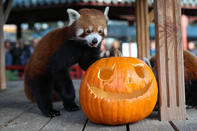 (191031) -- BRUGELETTE, Oct. 31, 2019 -- A red panda plays with a pumpkin at Pairi Daiza zoo in Brugelette, Belgium, Oct. 31, 2019. A series of activities were held at the zoo to celebrate the Halloween, attracting numbers of locals and tourists. ) BELGIUM-BRUGELETTE-HALLOWEEN ZhangxCheng 