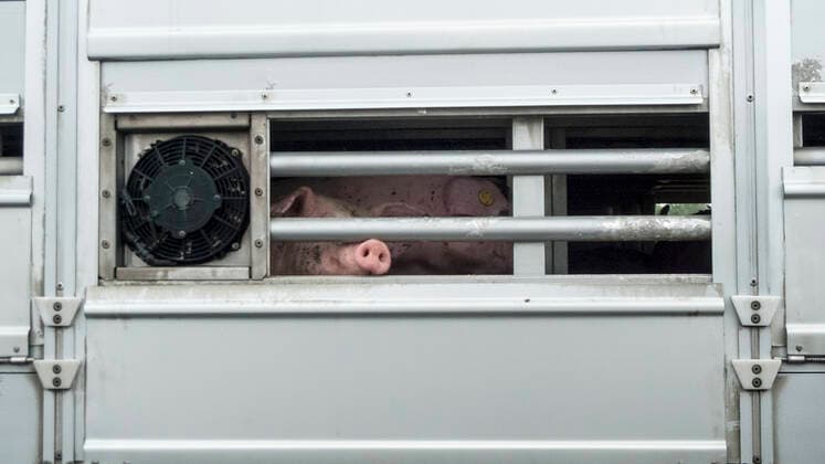 Schweine im Lastwagen Tiertransport Tiertransporte Schwein Schweine Massentierhaltung Gitter Schnauze Ferkel Mastschwein Schweinemast LKW Landwirtschaft Agrarindustrie Fallingbostel Niedersachsen NS Deutschland Germany *** pigs in lorry animal transport animal transports pigs mass animal husbandry lattice snout piglet fattening pig fattening lorry agriculture agricultural industry Fallingbostel Lower Saxony NS Germany Germany Copyright: xAchimxDuwentäster teamworkx