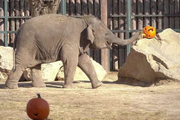 (191102) -- BEIJING, Nov. 2, 2019 -- An Asiatic elephant is seen with Halloween pumpkins as a Halloween treat in Budapest Zoo and Botanical Garden in Budapest, Hungary, Oct. 31, 2019. (Photo by Xinhua) XINHUA PHOTOS OF THE DAY AttilaxVolgyi 