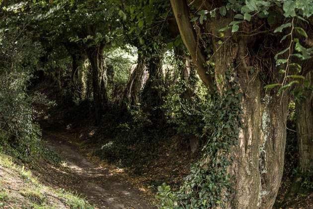 The silver willow tree is characteristic of the avesnois and the hedges Le ssaule tetard erst caracteristique des zone humide, de l Avesnois et marque souvent la separation dans les bicages Reporters QUINET  JEANxMARCxQUINET