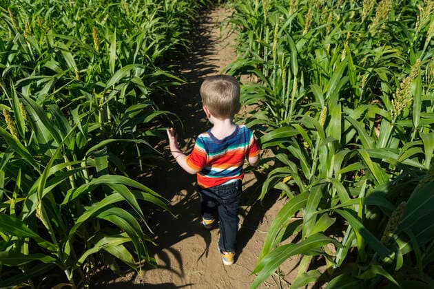 Rear view of caucasian toddler boy walking through field of corn United States, New Jersey CR_ACZQ191016-210481-01