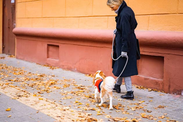 A woman walks in the city with a cavalier king charles spaniel dog. Belarus, Minsk Region, Minsk CR_YUKI191028-223093-01