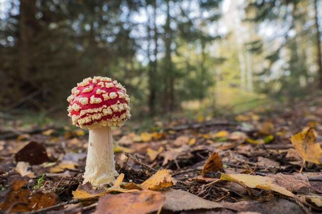 Fliegenpilz (Amanita muscaria) im Wald, Hessen, Deutschland, Europa Copyright: imageBROKER/WilfriedxMartin ibxwma05066714.jpg