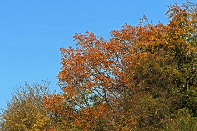 Laubbäume aus Nordamerika Das auffällige Herbstlaub der Rot-Eiche aus Nordamerika *** Deciduous trees from North America The striking autumn leaves of the red oak from North America