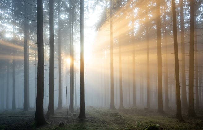 Nebel im Taunus 10.11.2019, Kronberg (Hessen): Nebelstrahlen der tiefstehenden Sonne zwischen Bäumen im Wald am Altkönig im Taunus., Kronberg Deutschland