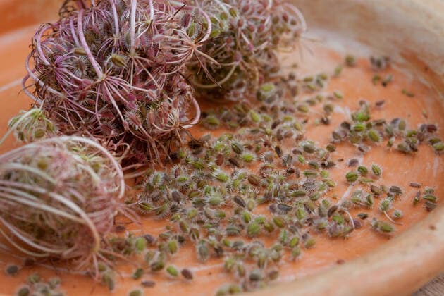 Wilde Moehre (Daucus carota), gesammelte Fruchtstaende, Deutschland Queen Anne s lace, wild carrot (Daucus carota), collected infructescences, Germany BLWS552133 Copyright: xblickwinkel F.xHeckerx