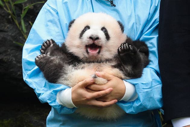 Bilder des Jahres 2019, Entertainment 11 November Entertainment Themen der Woche KW46 Entertainment Bilder des Tages (191114) -- BRUGELETTE, Nov. 14, 2019 -- A zookeeper holds the panda Bao Di at the Pairi Daiza zoo in Brugelette, Belgium, Nov. 14, 2019. The giant panda twins who were given birth in August by giant panda Hao Hao, were given official names on their 100-day celebration on Thursday. The male cub was named as Bao Di and the female cub was named as Bao Mei . Hao Hao was loaned by the Chinese government to Belgium in 2014. The pair of giant panda cubs were the second and third cubs born in the Pairi Daiza zoo, following the June 2016 birth of Tian Bao, the first giant panda ever born in the European country. ) BELGIUM-BRUGELETTE-PAIRI DAIZA-ZOO-PANDA TWINS-OFFICIAL NAME ZhengxHuansong 