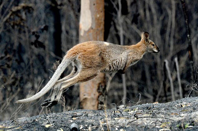 IMAGO Nature: Unsere Erde, Klimawandel, Waldbrände News Bilder des Tages BUSHFIRES NSW, Wildlife that survived the bushfire in Wollemi National Park in Sydney graze for food, Sunday, November 17, 2019. High temperatures, will again threaten NSW this week, with severe fire danger ratings for regions in the north of the state. ( NO ARCHIVING, EDITORIAL USE ONLY, NO USE IN BOOKS WITHOUT CONSENT SYDNEY NSW AUSTRALIA  Copyright: xJEREMYxPIPERx 20191117001433215807