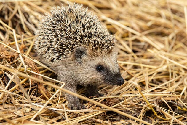 European hedgehog (Erinaceus europaeus), yearling Vidbo Sverige x2754x *** European hedgehog Erinaceus europaeus , yearling Vidbo Sverige x2754x,  Copyright: xOlaxjennersten TTx NATURE