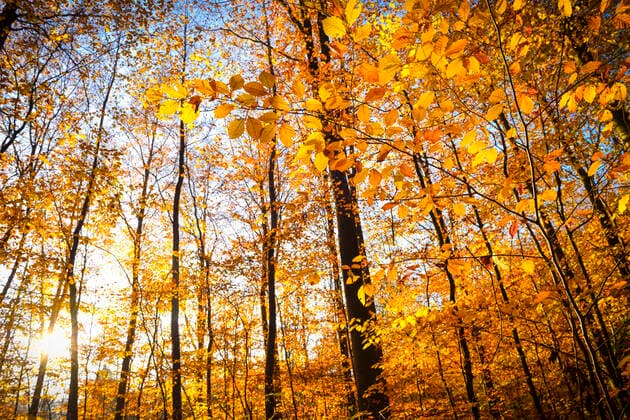 Herbstlicher Naturwald in Scharbeutz, Schleswig-Holstein, Deutschland, Europa