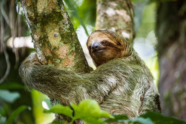 Brown-throated three-toed Sloth (Bradypus variegatus), Tortuguero National Park, Limon Province, Costa Rica, Central America Copyright: MatthewxWilliams-Ellis 1109-4147