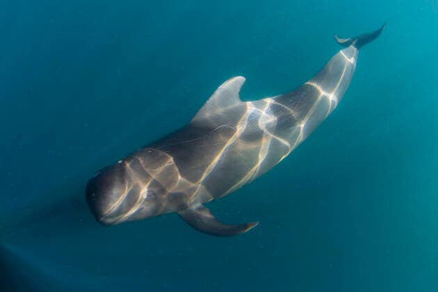 Short-finned pilot whale (Globicephala macrorhynchus), underwater off Isla San Marcos, Baja California Sur, Mexico, North America Copyright: MichaelxNolan 1112-4388