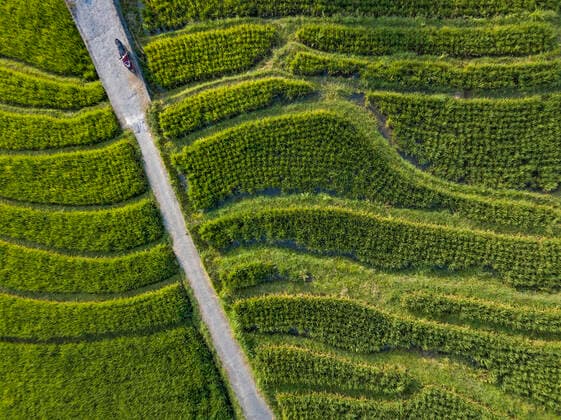 Landwirtschaft, Reis Anbau Aerial view of road amidst agricultural field, Bali, Indonesia  KNTF03374