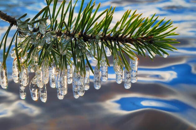 Creative Highlights World Pine branch with icicles. Autumn  Copyright: 3355m 102935