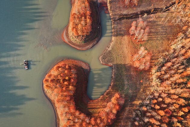 (191128) -- XUYI, Nov. 28, 2019 -- Aerial photo taken on Nov. 28, 2019 shows a boat riding past Chinese larch forest in Xuyi, east China s Jiangsu Province. ) CHINA-JIANGSU-XUYI-CHINESE LARCH (CN) YangxLei 