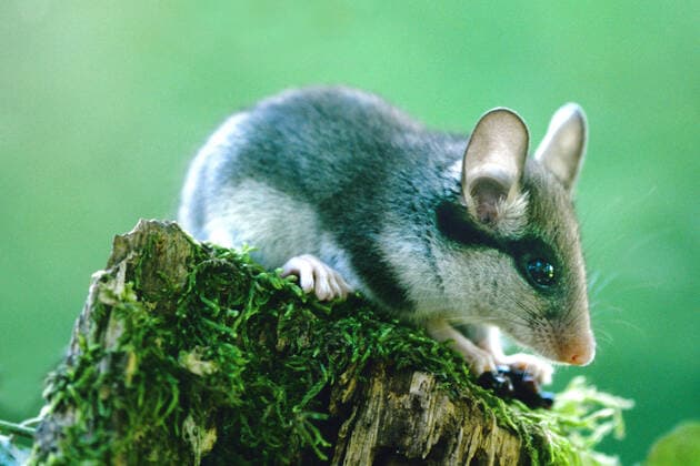 Gartenschläfer, Dormouse, (Eliomys quercinus), McPLID *** Garden Sleeper, Dormouse, Eliomys quercinus , McPLID McPLID