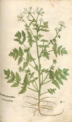 Produces Parsley, Fig. 374, CCCLXXIII, Capitel CCLI-CCC., Leonhart Fuchs: New Kreuterbuch, in welchem nit allein die gantz histori, das ist, namen, gestalt, statt und zeit der wachsung ... des meysten theyls der Kreuter so in Teutschen und andern Landen wachsen, ... beschriben, sonder auch aller derselben wurtzel, stengel, ... abgebildet und contrafayt ist. Basell: Isingrin 1563  Copyright Artokoloro LC190917_078416