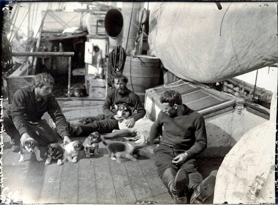 Commandant CHARCOT La vie a bord du bateau Le Francais lors de l expedition de Charcot au pole sud de 1903 a 1905: les marins jouent avec une portee de chiens de traineaux. Photographie PLENEAU P. (19-20 s.). Credit: KHARBINE-TAPABOR COLL. S. Kakou.
