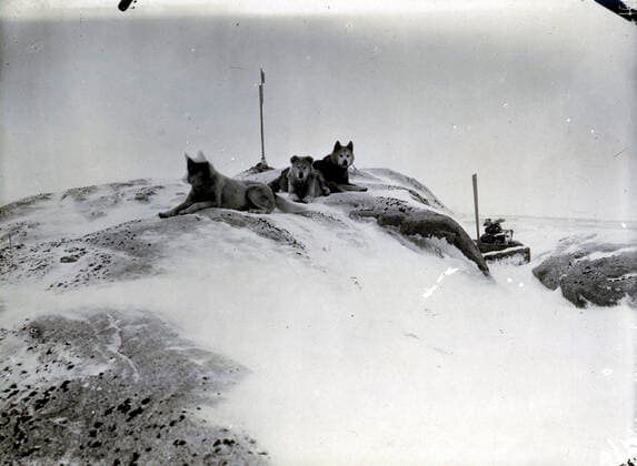 Commandant CHARCOT Chiens de traineaux de l expedition de Charcot au pole sud de 1903 a 1905. Photographie PLENEAU P. (19-20 s.). Credit: KHARBINE-TAPABOR COLL. S. Kakou.