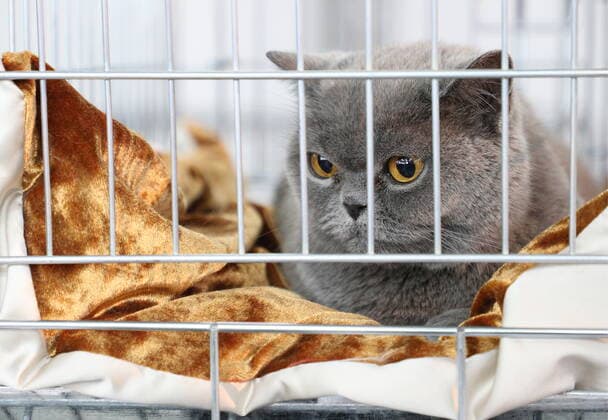 MOSCOW, RUSSIA â€“ DECEMBER 7, 2019: A cat during a charity festival helping dogs and cats from animal shelters. As part of the project people can take a stray dog or cat home or donate food to an animal shelter. Gavriil Grigorov TASS  TS0C654E