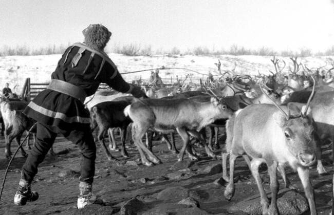 LAPONIE Transhumance des rennes a KAITUM en LAPONIE.Photographie de Roger PERRIN , 1955. Credit Photo PERRIN KHARBINE TAPABOR